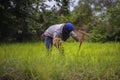 Asian farmers withdraw rice seedlings for planting during the rainy season, Asian farmer transplant rice seedlings in rice field.