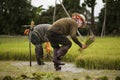 Asian farmers withdraw seedlings for rice planting