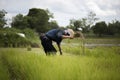 Asian farmers withdraw seedlings for rice planting,Thailand.