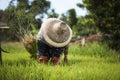 Asian farmers withdraw seedlings to grow rice in rainy season It is a way of life in the countryside