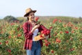 Asian Farmers woman cut the rose bush in Rose Garden