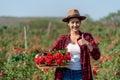 Asian Farmers woman holding the rose bush in Rose Garden