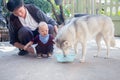 Asian Father and cute toddler baby boy feeding adorable Siberian Husky dog at home Royalty Free Stock Photo