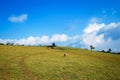 Asian female in cowboy fashion style relax her vacation with cows family there pasture space and colourful nature background Royalty Free Stock Photo