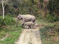 Asian female elephant with calf, Elephas maximus, Kaziranga National Park, Assam Royalty Free Stock Photo