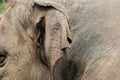 Asian female elephant ears in the zoo Royalty Free Stock Photo