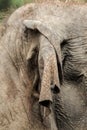 Asian female elephant ears in the zoo Royalty Free Stock Photo