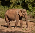 An Asian female elephant enjoying the sun in a sanctuary in Cambodia Royalty Free Stock Photo