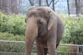 An asian female elephant smiling Royalty Free Stock Photo