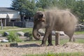Asian female elephant spraying mud on itself Royalty Free Stock Photo