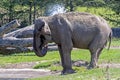Asian female elephant spraying water on itself on a warm summer day Royalty Free Stock Photo