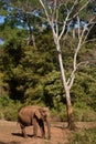 An Asian female elephant standing under a tree in a sanctuary in Cambodia Royalty Free Stock Photo