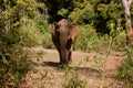 An Asian female elephant walking towards the camera in Cambodia Royalty Free Stock Photo