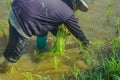 Asian female farmer planting rice in field.