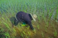 Asian female farmer planting rice in field.