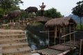 Farmer Pulling Buffalo at Guilin