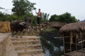 Farmer Pulling Buffalo at Guilin Royalty Free Stock Photo