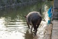 Farmer Pulling Buffalo at Guilin Royalty Free Stock Photo