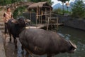 Farmer Pulling Buffalo at Guilin Royalty Free Stock Photo