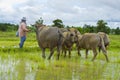 Asian female farmer taking care of water buffalos Royalty Free Stock Photo