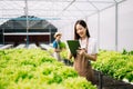 Asian female farmer wearing is caring for organic vegetables inside the nursery.Young entrepreneurs with an interest in