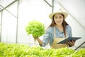 Asian female farmers are farming organic vegetables.