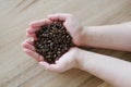 Asian female hands cupped holding coffee beans on wooden table Royalty Free Stock Photo