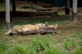 An asian female lion laying on the ground holding a wooden tree branch Royalty Free Stock Photo