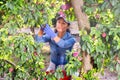 Asian female orchard owner harvestin ripe red plums