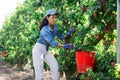 Asian female orchard owner harvestin ripe red plums