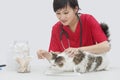 Asian female veterinarian cleaning cat's ear with cotton swab against gray background