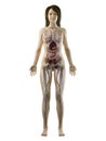 An asian females full body anatomy