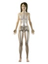 An asian females skeletal system