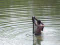 Asian fisherman with throw net. Royalty Free Stock Photo