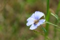 Asian flax and bee, macro close up, small blue flower Royalty Free Stock Photo