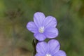 Asian Flax Linum austriacum