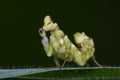 An asian flower mantis