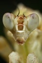 Asian Flower Mantis face