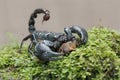 An Asian forest scorpion is eating a mole cricket on a rock overgrown with moss.