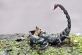An Asian forest scorpion is eating a mole cricket on a rock overgrown with moss.