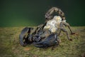 Asian forest scorpion (Heterometrus spinifer) carrying her new cubs Royalty Free Stock Photo