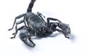 Asian Forest Scorpion - Heterometrus spinifer