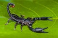 Asian forest scorpion on leaf in tropical garden