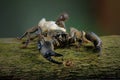 Asian forest scorpion and new cubs Royalty Free Stock Photo