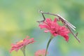 An Asian forest scorpion is ready to prey on a giraffe praying mantis (Euchomenella heteroptera). Royalty Free Stock Photo