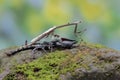 An Asian forest scorpion is ready to prey on a giraffe praying mantis (Euchomenella heteroptera). Royalty Free Stock Photo