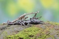 An Asian forest scorpion is ready to prey on a giraffe praying mantis (Euchomenella heteroptera). Royalty Free Stock Photo