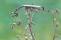 An Asian forest scorpion is ready to prey on a giraffe praying mantis (Euchomenella heteroptera).