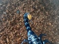 Asian forest scorpion stinger