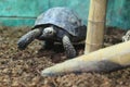 Asian forest tortoise